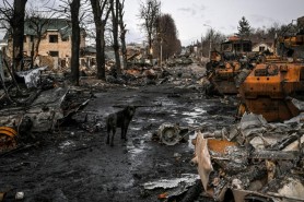 „Câinii sfâşie cadavrele pe străzile oraşului". Primarul din Bucea nu poate recupera trupurile victimelor din cauza bombardamentelor